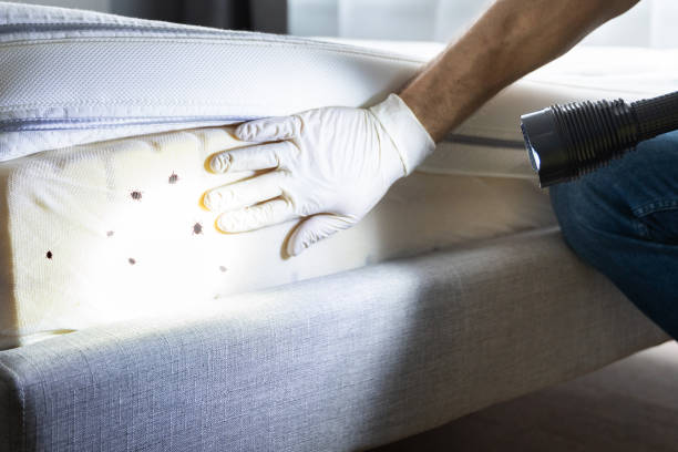 Best Residential Pest Control  in Maine, WI