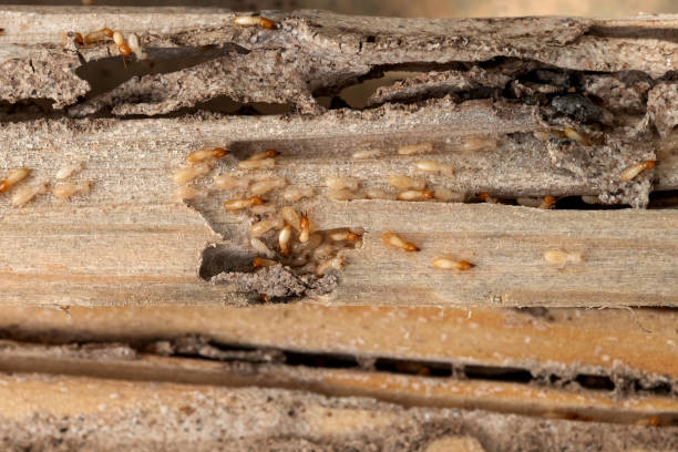 Best Pest Control Near Me in Maine, WI