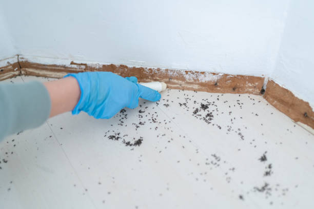 Best Pest Prevention Services  in Maine, WI