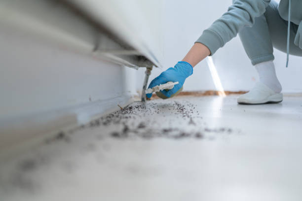 Best Wasp Removal Services  in Maine, WI